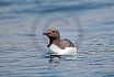 Guillemots