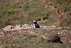 Puffins