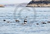 Puffins Swimming