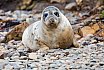 Seals