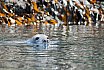 Seals Swimming