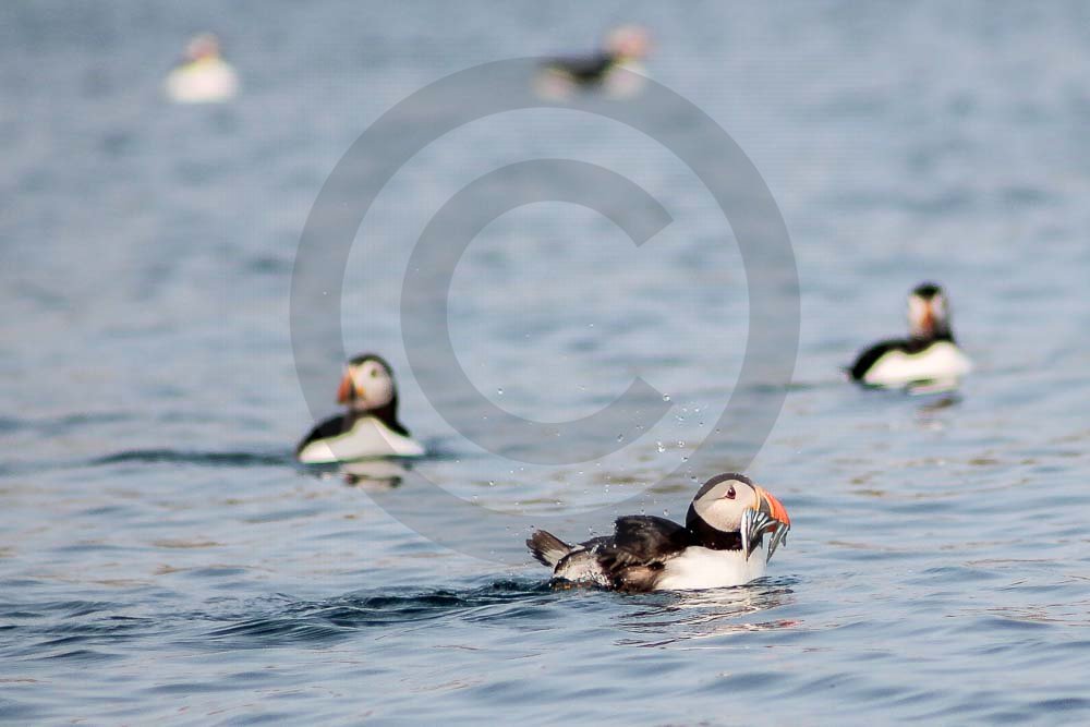 Puffins Swimming