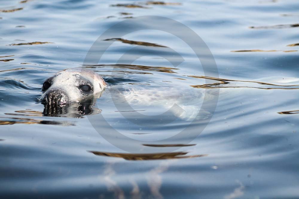 Seals Swimming