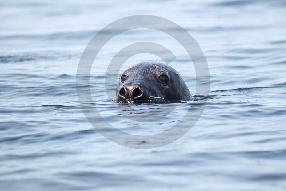 Seals Swimming