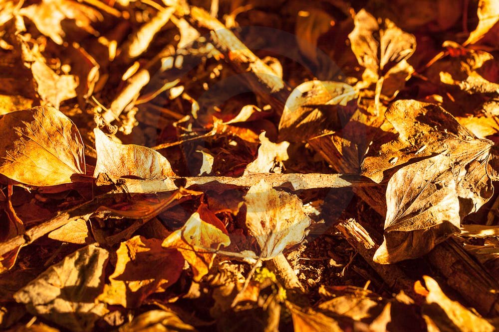 Autumn Leaves