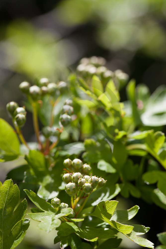 Blossum Leaves