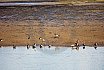 Canada Geese