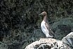 Guillemots