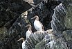 Guillemots