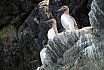 Guillemots