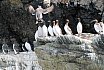Guillemots