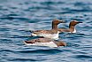 Guillemots