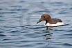 Guillemots