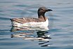 Guillemots
