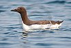 Guillemots