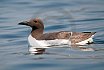 Guillemots
