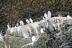 Guillemots
