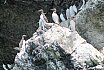 Guillemots
