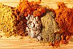 Indian Spices