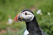 Puffin Island