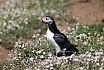 Puffin Island