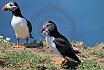 Puffin Island