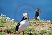 Puffin Island