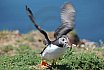 Puffin Island
