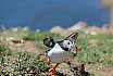 Puffin Island