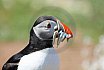Puffin Island