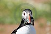 Puffin Island