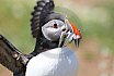 Puffin Island