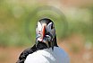 Puffin Island