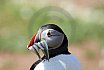 Puffin Island