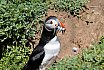 Puffin Island