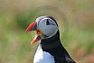 Puffin Island