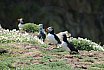 Puffin Island