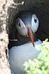 Puffin Island