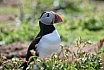 Puffin Island
