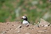 Puffin Island