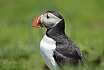 Puffin Island