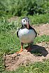 Puffin Island