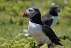 Puffin Island