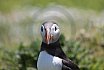 Puffin Island