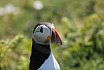 Puffin Island