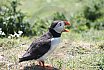 Puffin Island