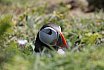 Puffin Island