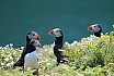Puffin Island