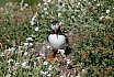 Puffin Island