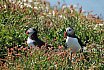 Puffin Island